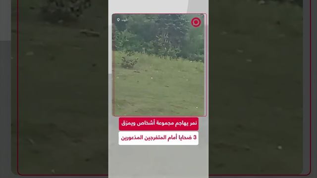 نمر يهاجم مجموعة أشخاص خلال نزهة في الهند