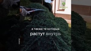 За Ниваки совсем не нужно ухаживать!???????  Минимум ухода.