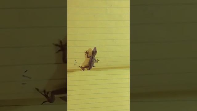 lizard with three and a half legs running