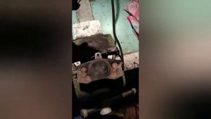 устраняем скрип колодок