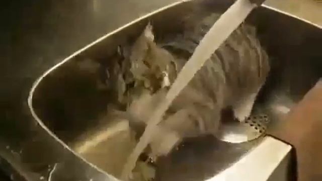 Кот на кухне в мойке смотреть онлайн
