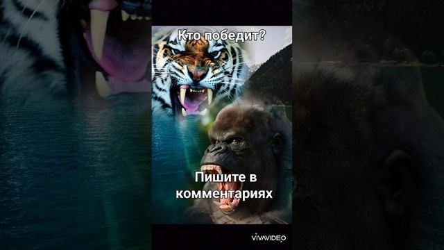 тигр против гориллы.