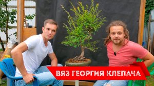 Вяз из 2022 года. Последний вяз из маркет-плейса