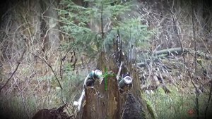 Эдган Леший пристрелка.