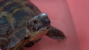 Как ухаживать за сухопутной черепахой, и как купать черепаху