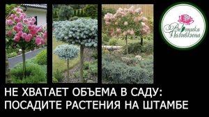 ХВОЙНЫЕ, ГОРТЕНЗИИ И ЯГОДНЫЕ НА ШТАМБЕ: можно ли вырастить  почему так дорого стоят