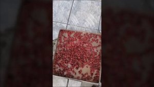 Сублимационный (лиофильный) шкаф - Сублимация продуктов: кизила