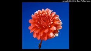 BLOOM (Frutiger Aero Music)