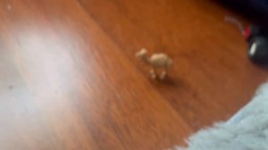 Превращаюсь в...