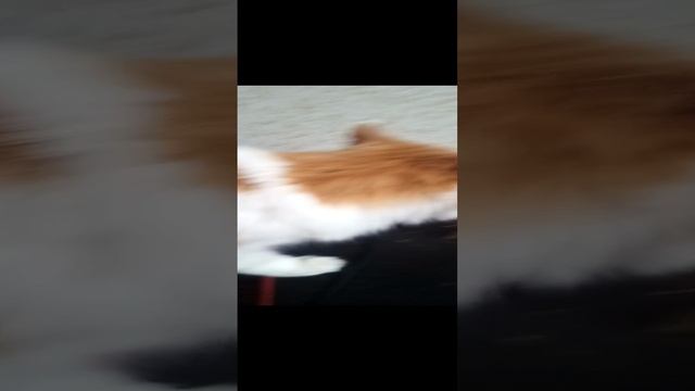 Котик