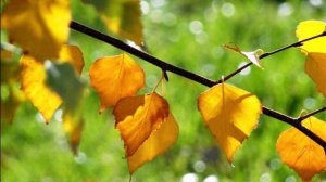 МАТУШКА ЗЕМЛЯ (видеосопровождение без музыки)