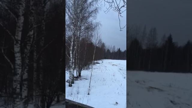 Охота на кабана