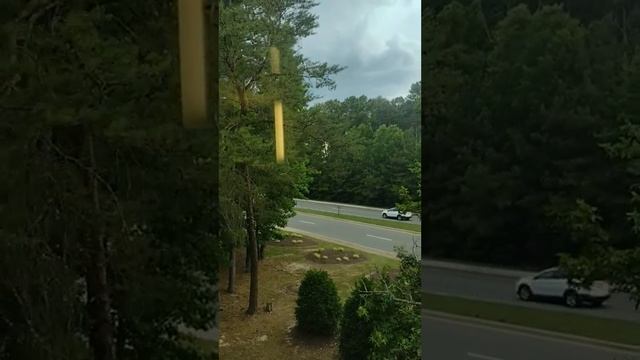 Reverse video: Today's view from the tree house window. I hope we don't get severe weather. смотреть онлайн