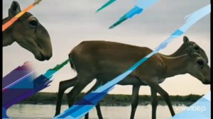 Если ты Сайгак🤔