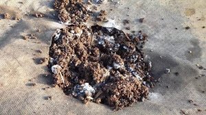 Грядка осенью для томатов. И нет 100 % вершинной гнили и других заболеваний томатов, а урожай СУПЕР