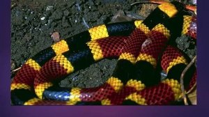 Презентация для детей по Доману. Змеи и крокодилы