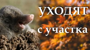 Как избавиться от вредителей - кротов на огороде и в саду