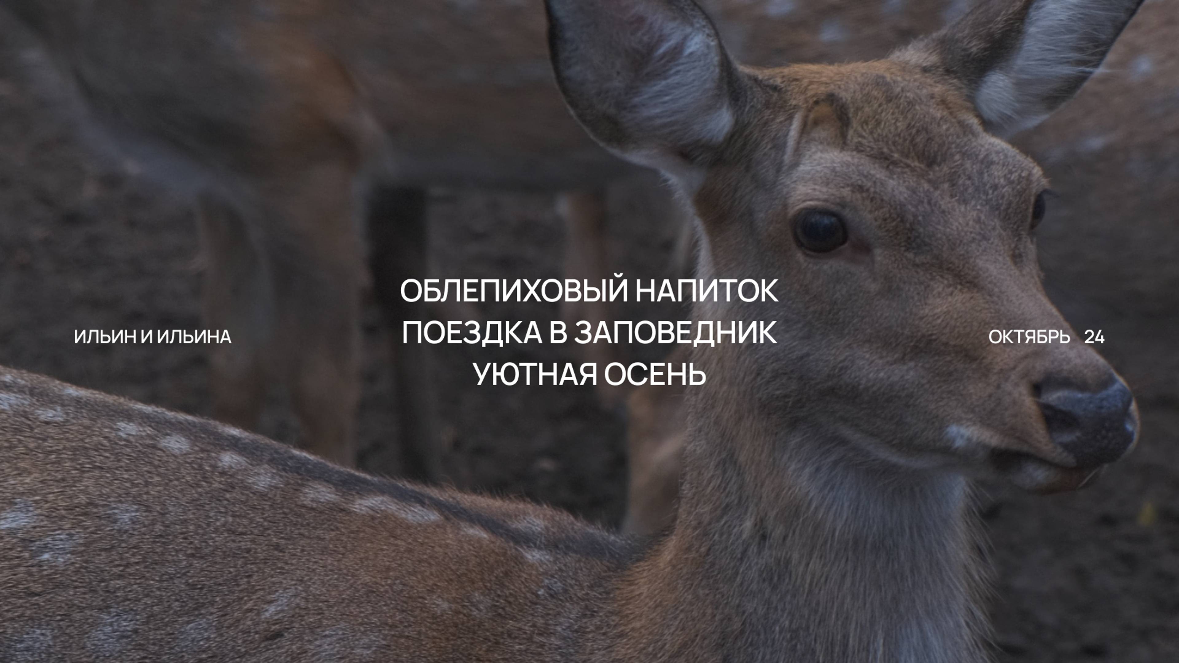 Прогулка по экотропе Копорье | Поездка к пятнистым оленям | 2 рецепта ягодного напитка