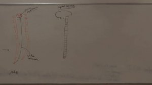 Gross anatomy spinal cord (Neuroanatomy 2)