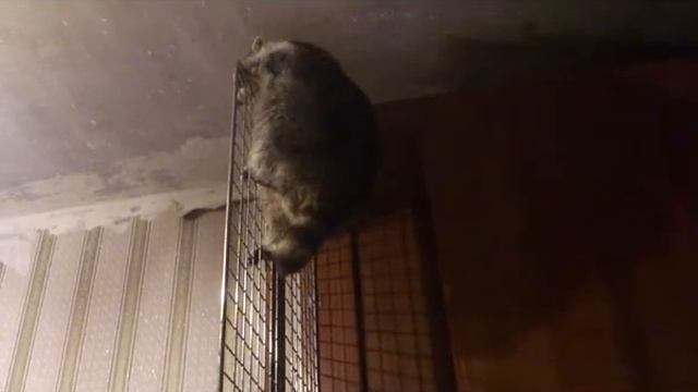 Енот Митя - пошел домой..... смотреть онлайн