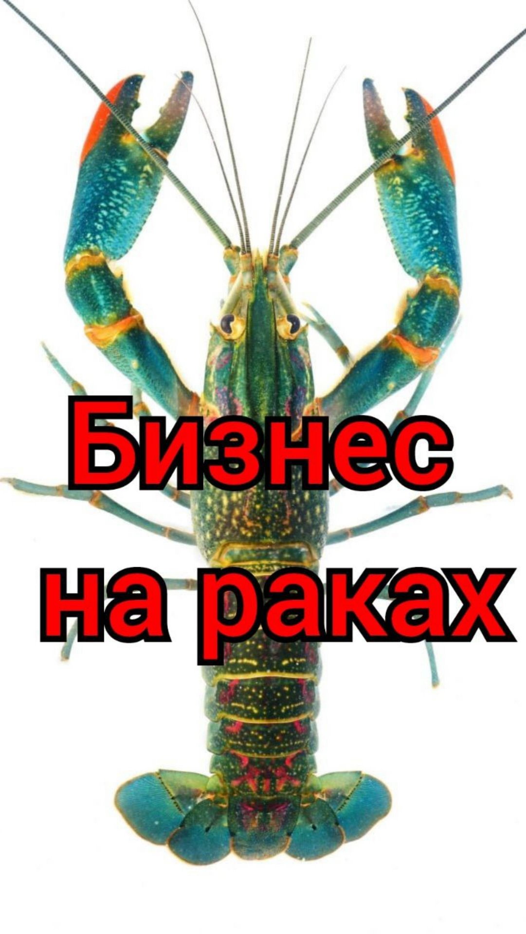 Бизнес на австралийских раках. Новейшая уникальная технология разведения австралийских раков. смотреть онлайн