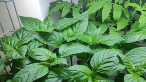 Как влияют мультифункциональные окна на растения.