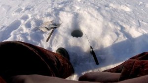 РЫБАЛКА НА ОТВОДНОЙ ПОВОДОК НА РЕКЕ/ПОКЛЕВКИ КРУПНЫМ ПЛАНОМ