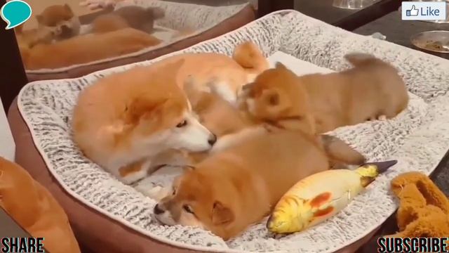 Sweet & Cute Puppies Are Playing With Mommy (Part A)