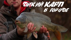 Дикий КАРП в городе
