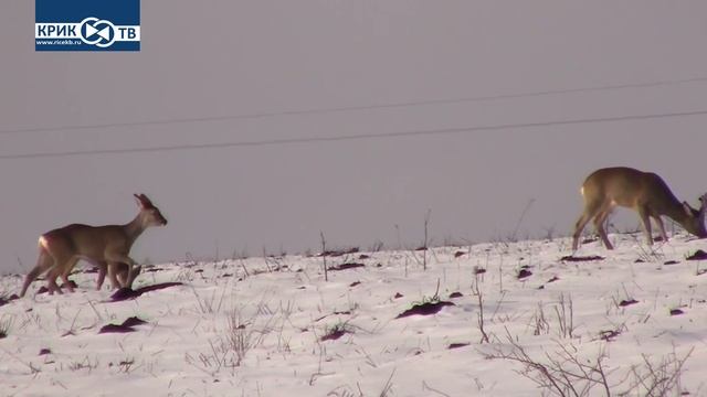 "Клуб охотников и рыболовов" выпуск 167 Охотничье Хозяйство "Раздолье"