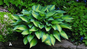 Хоста: уход и выращивание в открытом грунте