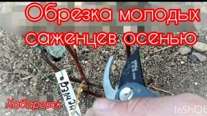 Обрезка молодых саженцев винограда (посадки этого года) осенью.