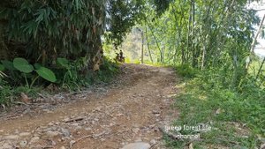 Robert bought a motorbike to transport agricultural products. Green forest life (ep207)