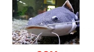 Презентация для детей по Доману. Рыбы пресноводные