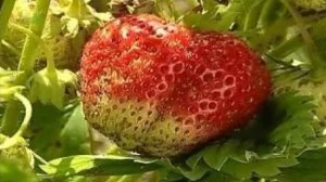 Плод (ягода, яблоко, костянка, многокостянка, боб, стручок, коробочка, орех, желудь, семянка)