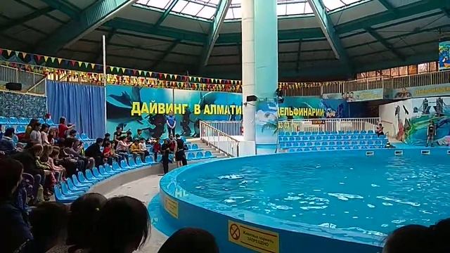 поющие тюлени
