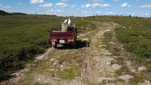 Raicer муравей. Нелёгкие рабочие будни Алтайского муравья. смотреть онлайн