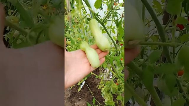 ТОМАТ КАЗАНОВА Красивущий до невозможности! Самые лучшие сорта томатов