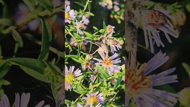 Долго стояла,прикинувшись кустиком.
Так и не поняла,что за бабочка...
Крымская колибри?