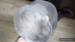 СОЖГЛА кожу🔥КОТ просит прощения😻НЕ открыла дверь доктору😬УТРО не дома✔