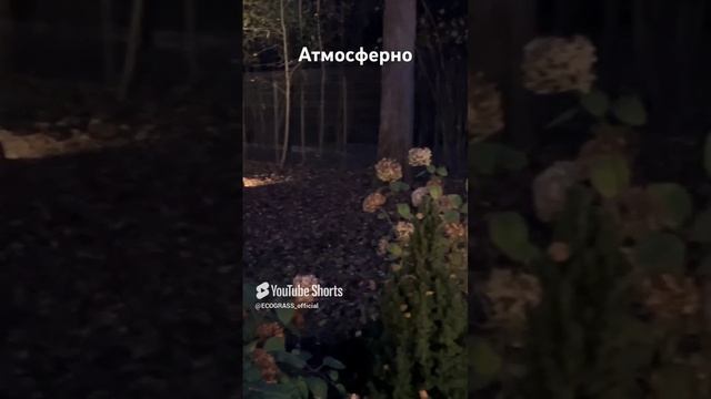 Осенняя сказка в вечернем лесу