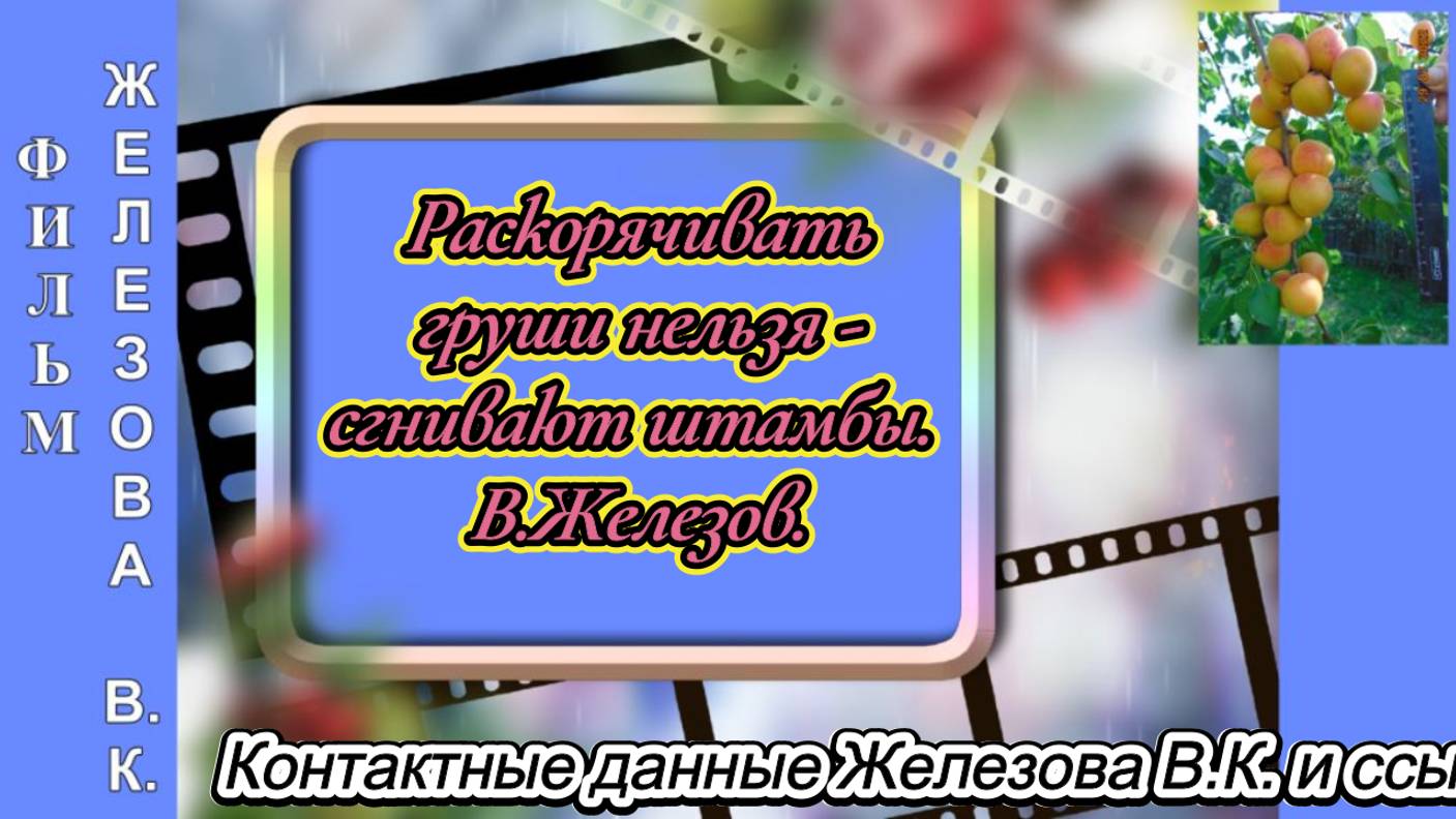 Раскорячивать груши нельзя - сгнивают штамбы. В.Железов.