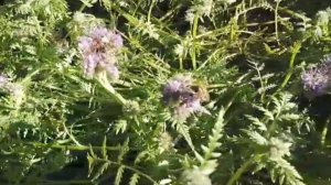 Пчела в конце теплого октября.