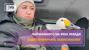 Пойманного на реке лебедя будет приручать зоопсихолог