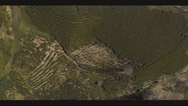 4K плантация чая с Дрона. Мацеста. Сочи