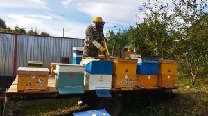 Обновление гнезда пчел на 100% за сезон