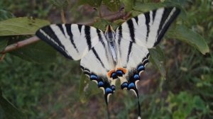 Презентация для детей по Доману. Насекомые
