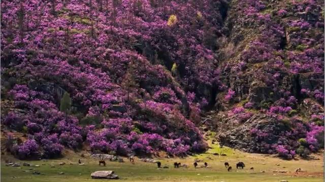 Багульник - ВИА Самоцветы.mp4 смотреть онлайн