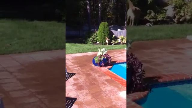 Golden retriever fetches football in the pool смотреть онлайн