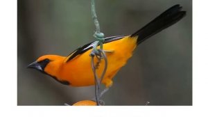 Презентация для детей по Доману. Птицы часть 2.